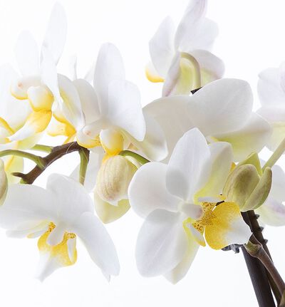 Hvit 'bouquetto' orkidé i grå potte